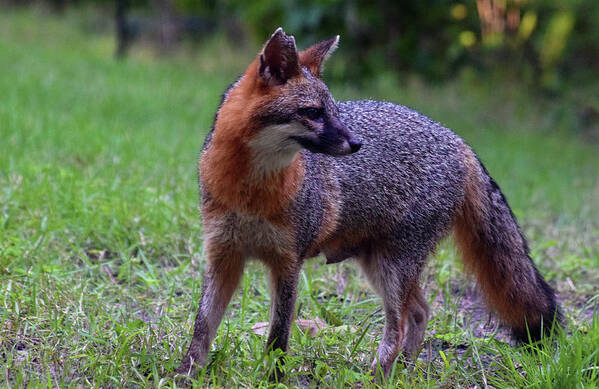 Photograph Art Print featuring the photograph Fox #9 by Larah McElroy
