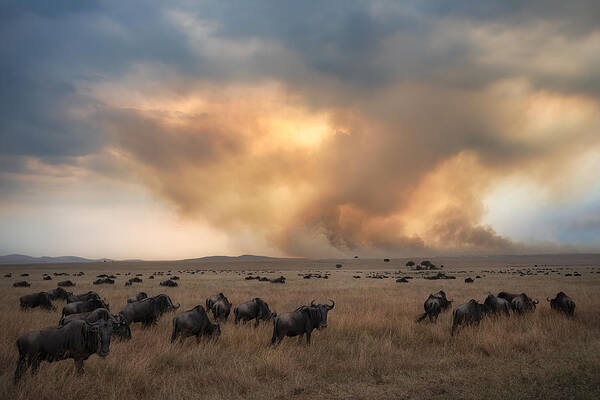 Kenya Art Print featuring the photograph Savannah Burning #9 by Roberto Marchegiani