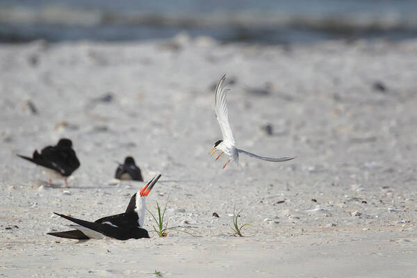 Birds Art Print featuring the photograph A Battle of Wills by Susan Rissi Tregoning