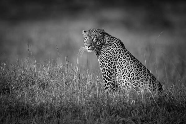 Animals Art Print featuring the photograph A Big Male Leopard Sits In Long Grass by Nick Dale