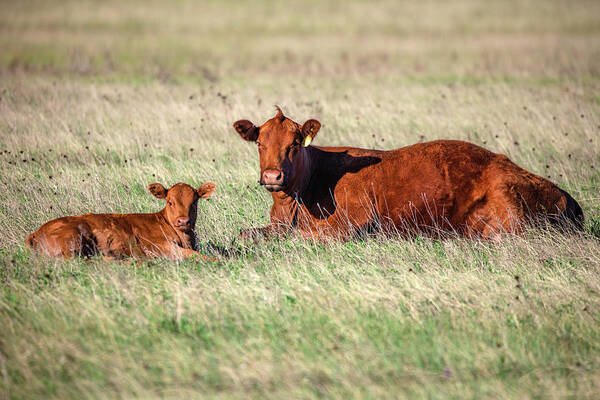 Red Angus Art Print featuring the photograph A Cow and Her Calf by Todd Klassy