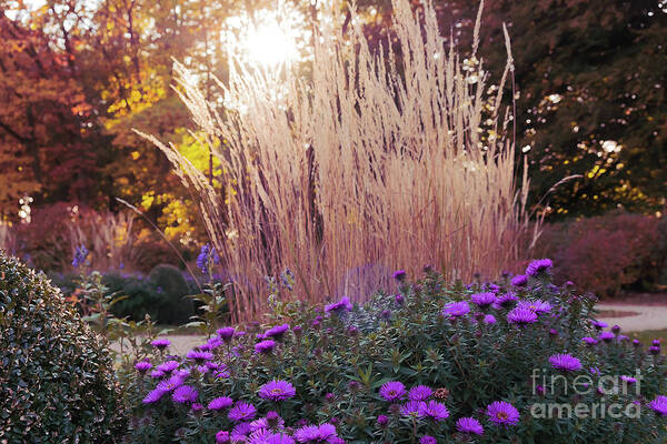 A Flower Bed In The Autumn Park By Marina Usmanskaya Art Print featuring the photograph A flower bed in the autumn park by Marina Usmanskaya