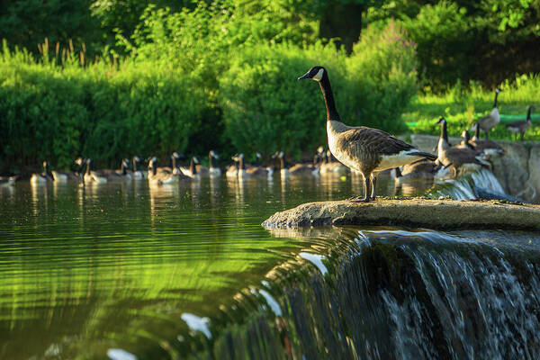 Duck Art Print featuring the photograph A Gaggle of Geese by Jason Fink