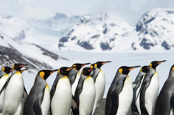 Three Quarter Length Art Print featuring the photograph A Group Of King Penguins, Aptenodytes by Mint Images - David Schultz