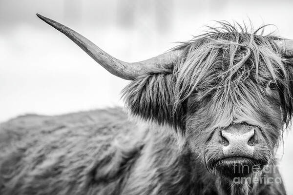 Horned Art Print featuring the photograph A Highland Cow In Scotland by Paul Allen