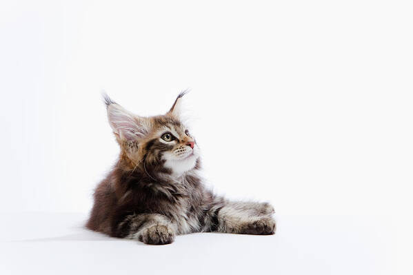 White Background Art Print featuring the photograph A Kitten Of Maine Coon Cat by Ultra.f