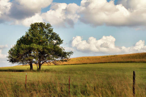 Creek County Art Print featuring the photograph A Little Shade by Lana Trussell