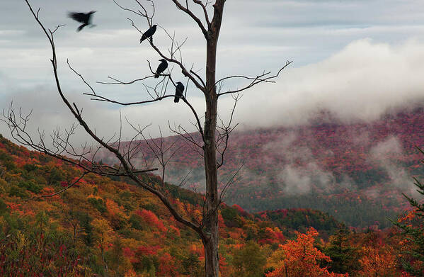 Murder Of Crows Art Print featuring the photograph A Murder of Crows gathering over Lost river road by Jeff Folger