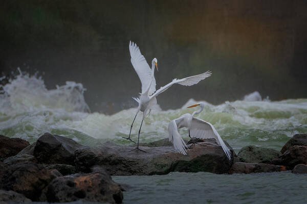 Nature Art Print featuring the photograph A Pair Of Great Egrets Perform by Sheila Xu