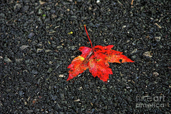 Leaf Art Print featuring the photograph A Slight Taste of Autumn by Joan Bertucci