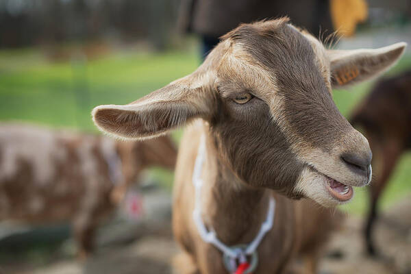 Vertebrate Art Print featuring the photograph A Small Organic Dairy Farm With A Mixed by Mint Images - Tim Pannell