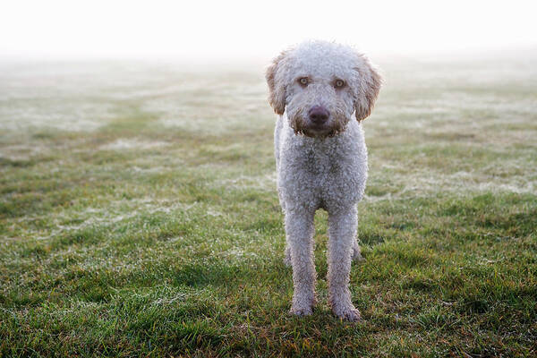 Pets Art Print featuring the photograph A Spanish Water Dog Standing A Field by Julia Christe