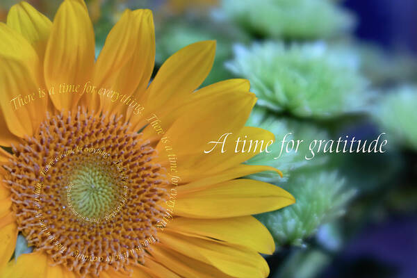 Photography Art Print featuring the digital art A Time for Gratitude by Terry Davis