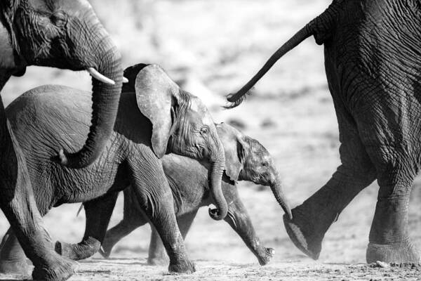 Animals Art Print featuring the photograph A Young Elephant And Protective Herd by Ben McRae