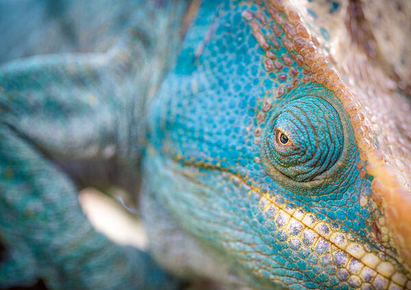 Lizard Art Print featuring the photograph Abstract In Nature by Marco Tagliarino