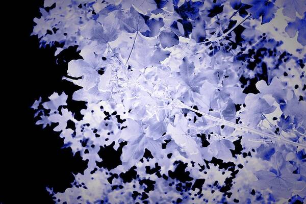 Blue Art Print featuring the photograph Blue Leaves by Itsonlythemoon -