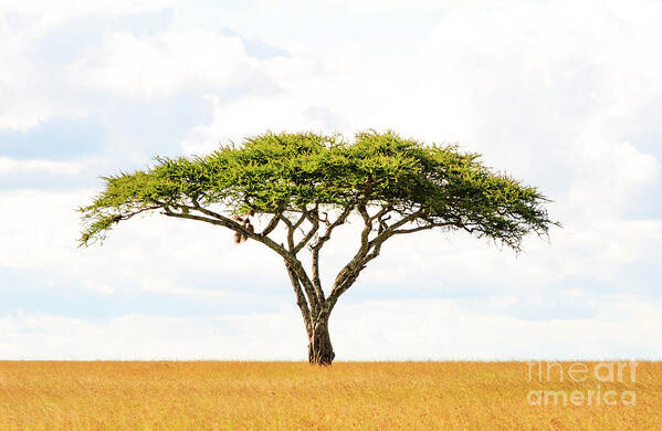 Africa Art Print featuring the photograph 5101 Green Tree Of Life Serengeti Tanzania East Africa - Acacia Vachellia by Neptune - Amyn Nasser Photographer