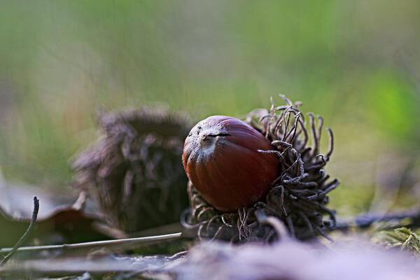 Acorn Art Print featuring the photograph Acorn close up by Martin Smith