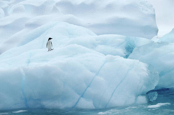 Iceberg Art Print featuring the photograph Adelie Penguin On Iceberg In The by Joseph Van Os
