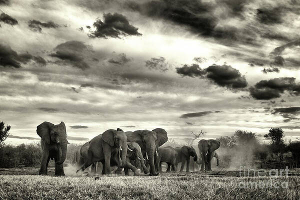 Animals In The Wild Art Print featuring the photograph African Bush Elephant Loxodonta by Deon De Villiers