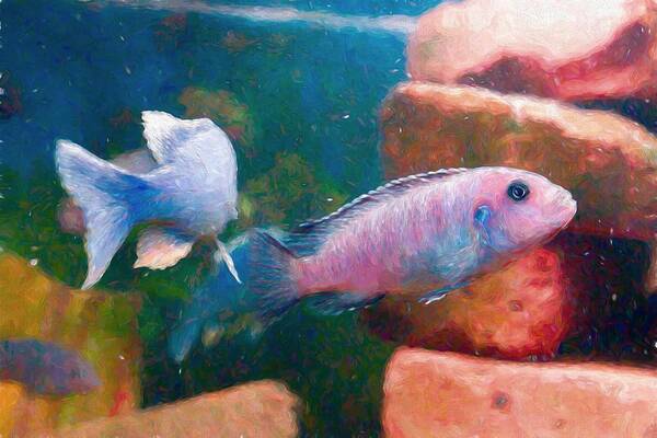 African Cichlid Art Print featuring the digital art African Cichlid Art Painterly by Don Northup