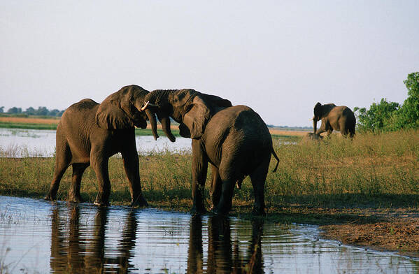Botswana Art Print featuring the photograph African Elephant Loxodonta Africana by Robert C Nunnington