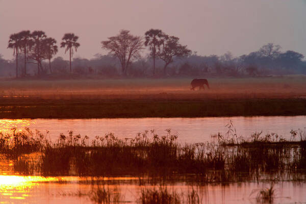 Botswana Art Print featuring the photograph African Elephant, Okavango Delta by Mint Images/ Art Wolfe