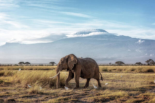 Elephant Art Print featuring the photograph African Elephant Walking Past Mount Kilimanjaro by Good Focused