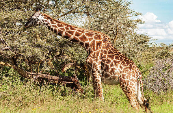 Africa Art Print featuring the photograph African Giraffe Snacking - Serengeti Tanzania 5068 East Africa Safari Travel by Neptune - Amyn Nasser Photographer