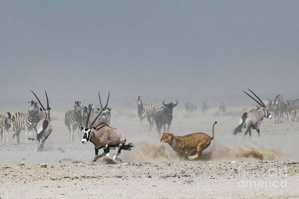 Action Art Print featuring the photograph African Lioness Chasing An Oryx by Tony Camacho/science Photo Library