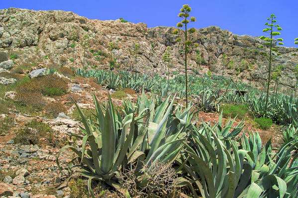 Landscape Art Print featuring the photograph Agave americana on Imeri Gramvousa by Sun Travels