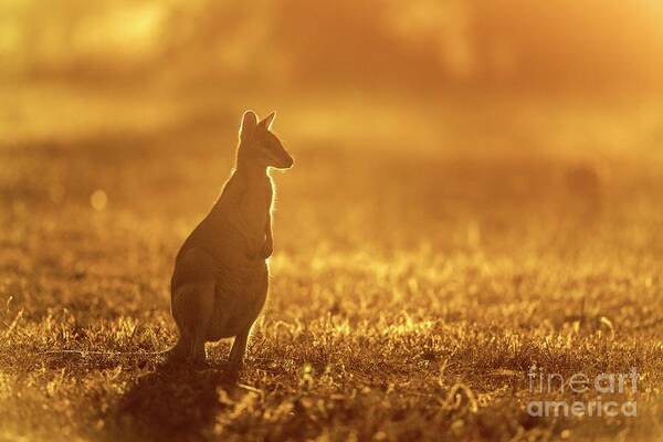 Australian Art Print featuring the photograph Agile Wallaby At Sunset by Dr P. Marazzi/science Photo Library