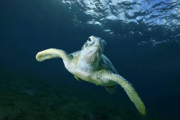 Green Turtle
Sea Turtle
Ocean
Lagoon
Mayotte
Chelonia
Scubadiving
Prservation
Nature Conservancy Art Print featuring the photograph Airplane by Serge Melesan