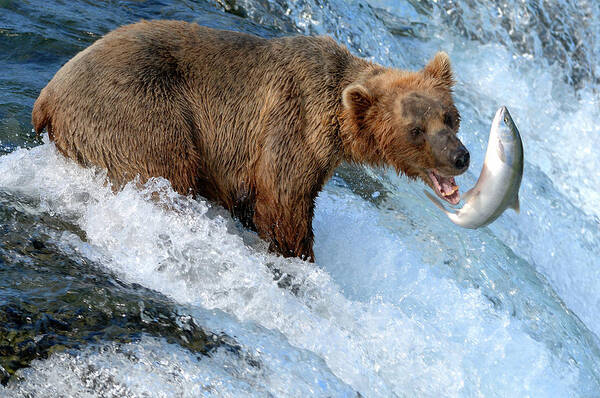 Katmai Peninsula Art Print featuring the photograph Alaska Brown Bear Catching Salmon by Mit4711