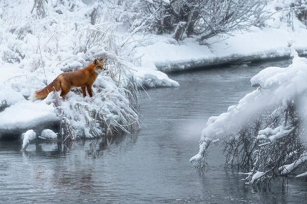 Creek Art Print featuring the photograph Alaska Red Fox by Scott Slone