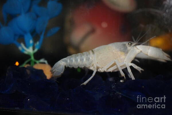 Albino Lobster Art Print featuring the photograph Albino Lobster by Barbra Telfer