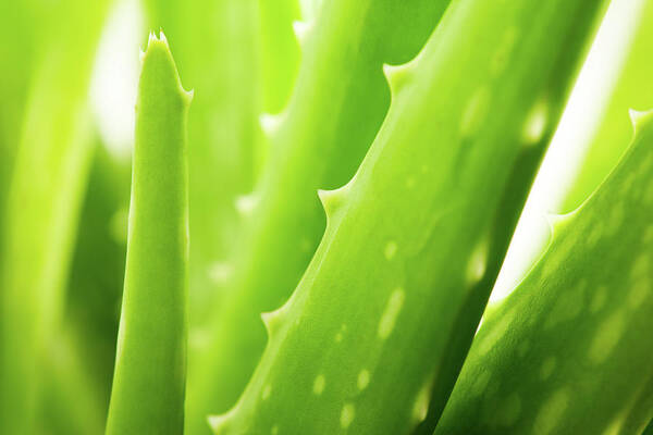 Saturated Color Art Print featuring the photograph Aloe Vera by Goldmund