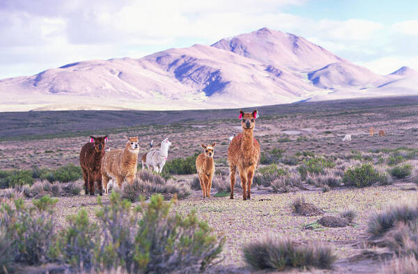 Animal Themes Art Print featuring the photograph Alpacas Lama Paca by Art Wolfe