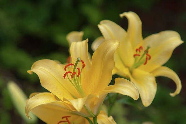 Jenny Rainbow Fine Art Photography Art Print featuring the photograph Amazing Grace of Lilies - Vong 1 by Jenny Rainbow