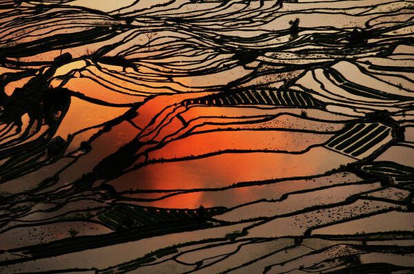 Scenics Art Print featuring the photograph Amazing Reflection In The Rice Paddy by Boaz Rottem