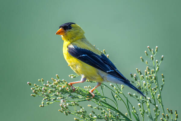 Wild Art Print featuring the photograph American Gold Finch by Siyu And Wei Photography