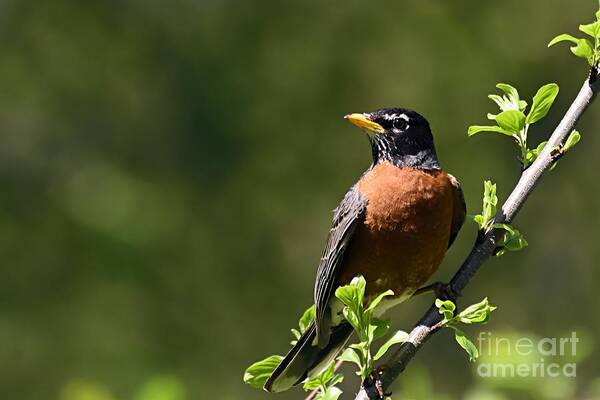 Photography Art Print featuring the photograph American Robin by Larry Ricker