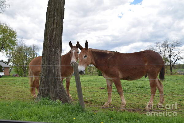 Amish Art Print featuring the photograph Amish Animals on a Spring Afternoon by Christine Clark