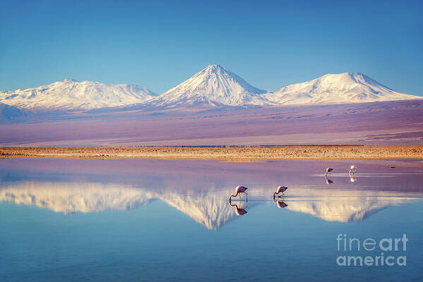 Chile Art Print featuring the photograph Andean flamingos in Atacama salar, Chile by Delphimages Photo Creations