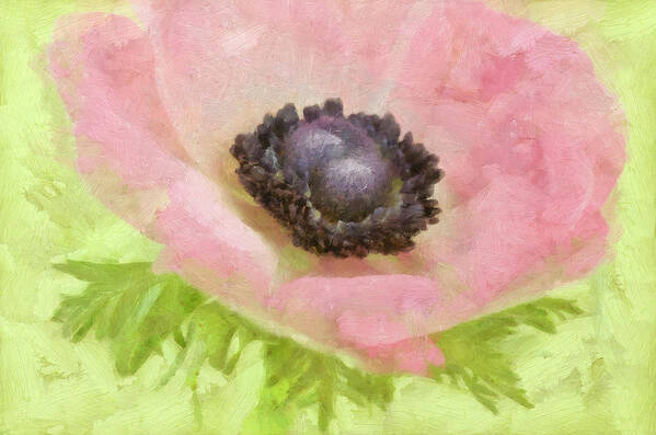 Anemone Pink And Lime Art Print featuring the photograph Anemone Pink And Lime by Cora Niele