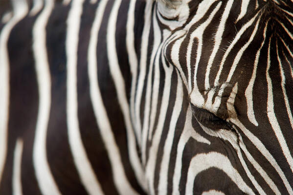 Animal Zebra Stripes Black And White Art Print by Snapphoto 