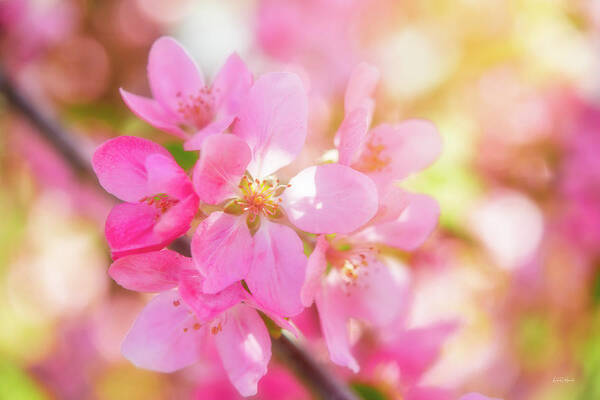 Nature Art Print featuring the photograph Apple Blossoms Cheerful Glow by Leland D Howard
