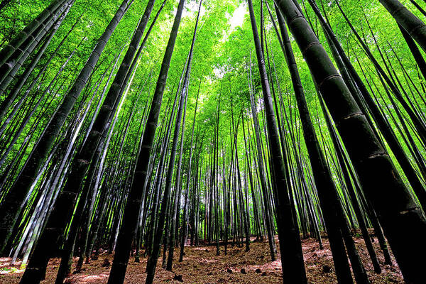 Tranquility Art Print featuring the photograph Arashiyama Bamboo Grove by Sakhar Nair