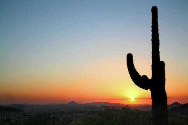 Saguaro Cactus Art Print featuring the photograph Arizona Cactus At Sunset by Vlynder