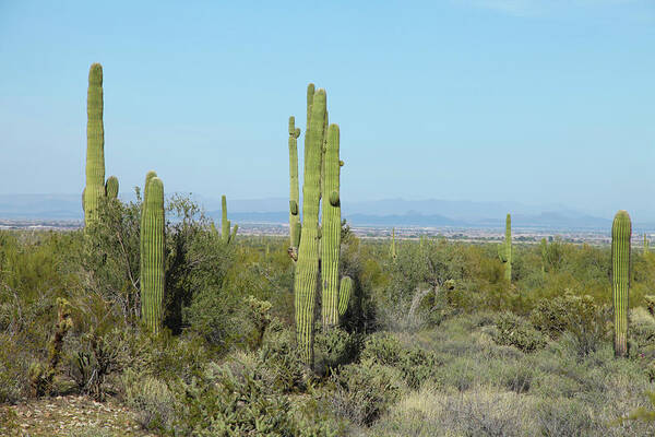 Saguaro Cactus Art Print featuring the photograph Arizona Countryside by Incommunicado